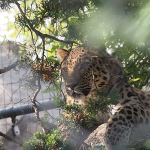 Amur Leopard "Antin" 3