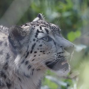 Snow Leopard