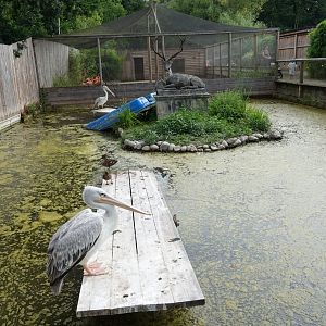 Pink-backed pelican enclosure