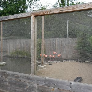 Caribbean flamingo aviary