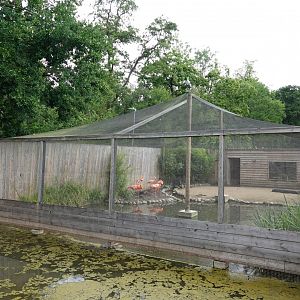 Caribbean flamingo aviary side-view