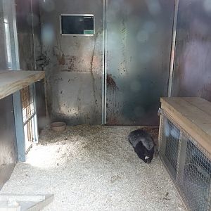 Honey badger / Ratel indoor enclosure