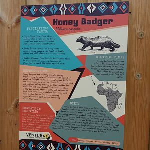 Honey badger signage