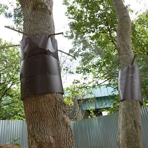 Honey badger tree collars