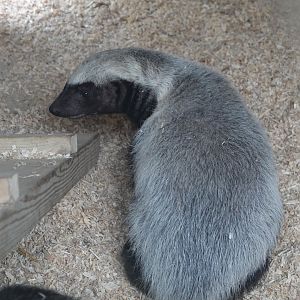 Honey badger / Ratel