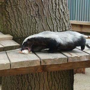 Honey badger / Ratel feeding