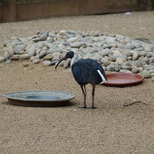 Straw-necked ibis