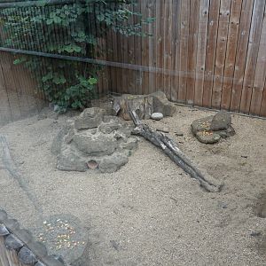 Meerkat enclosure