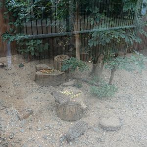 Banded mongoose enclosure