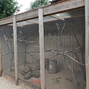 Black-cheeked lovebird aviary
