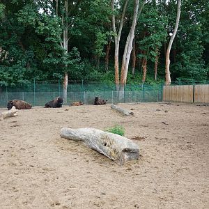 American bison enclosure