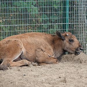 American bison calf