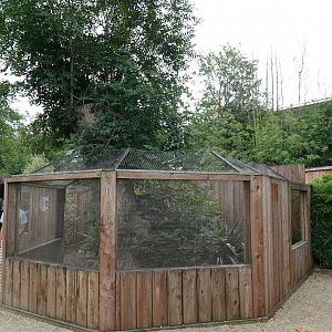 Corsac fox enclosure