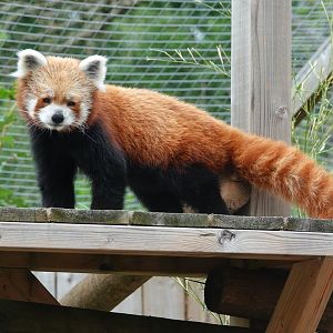 Red panda