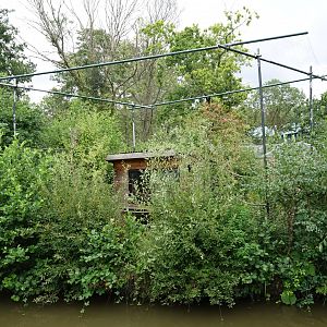 Cotton-topped tamarin island