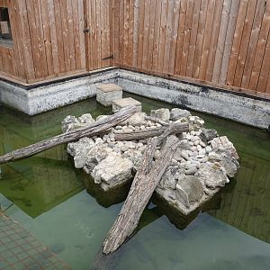 Asian short-clawed otter enclosure