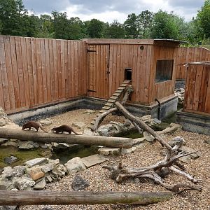 Asian short-clawed otter enclosure