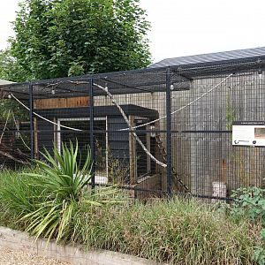 Cape genet enclosure