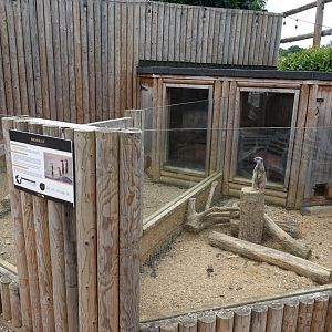 Meerkat enclosure