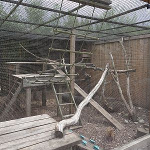 Ring-tailed coati enclosure