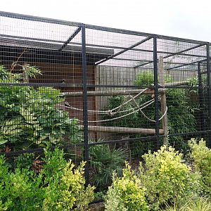 Cotton-top tamarin enclosure