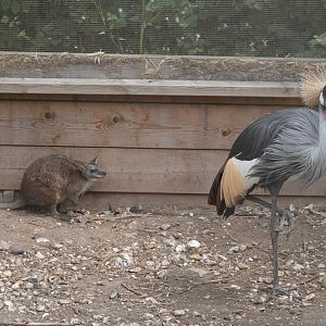Crowned crane and parma wallaby