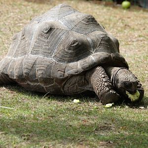 Aldabra giant tortoise