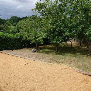 Aldabra giant tortoise and Galapagos tortoise outdoor enclosure