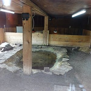 Aldabra giant tortoise and Galapagos tortoise indoor enclosure