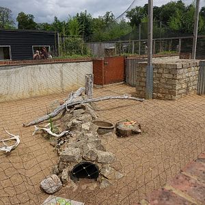 Crested porcupine enclosure