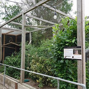 Eurasian eagle owl aviary