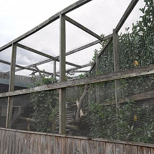 Binturong enclosure