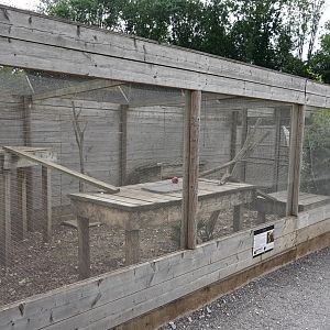 Ring-tailed coati enclosure