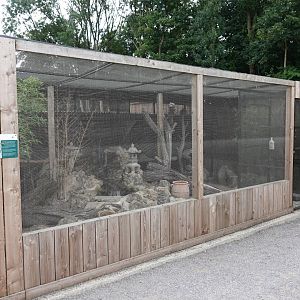Himalayan monal enclosure