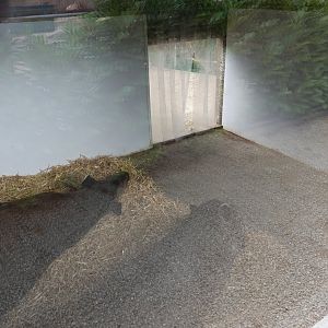 Tapir indoor enclosure