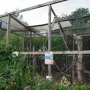 Azara's agouti and macaw enclosure
