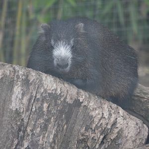 Cuban hutia