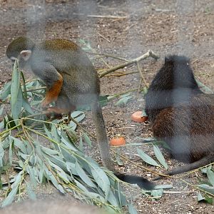Squirrel monkey and hutia
