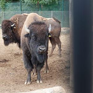 American bison