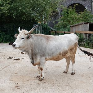 Hungarian grey steppe