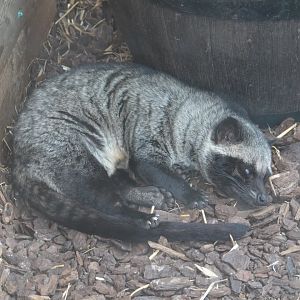 Asian palm civet