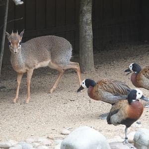 Dik-dik and whistling ducks