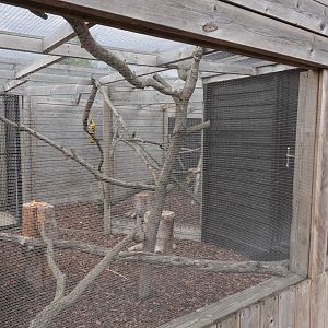 Ring-tailed lemur enclosure