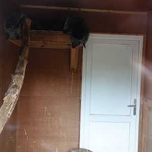 Binturong indoor enclosure