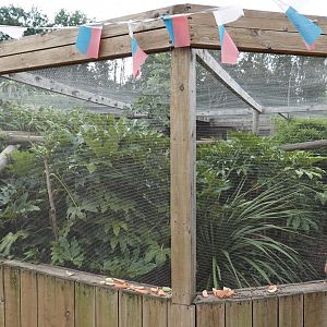 Red-ruffed lemur and mongoose lemur enclosure