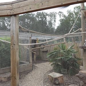 Ring-tailed lemur enclosure