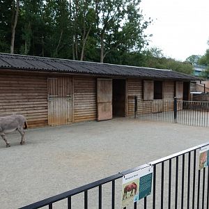 Domestics stables