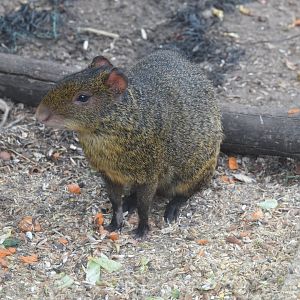 Azara's agouti
