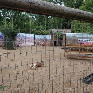 Kangaroo enclosure