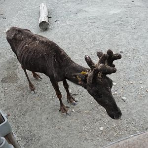 Reindeer